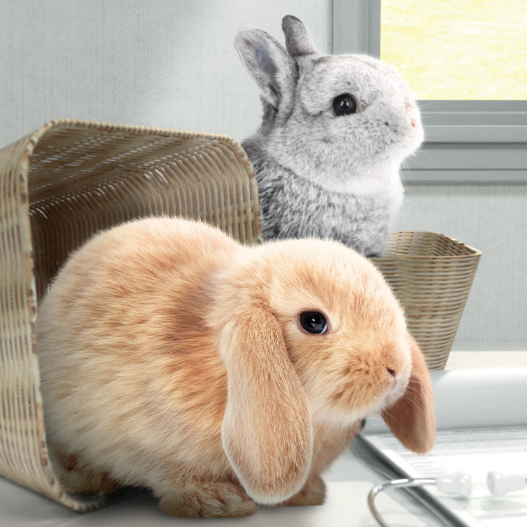 Rabbit