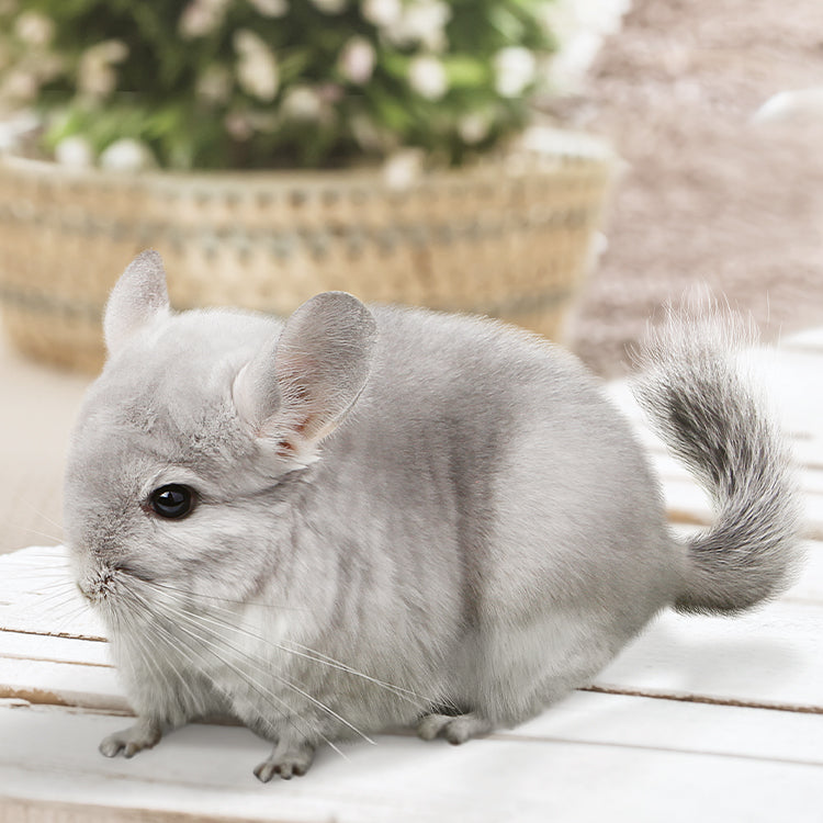 Chinchilla