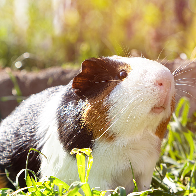 Guinea Pig