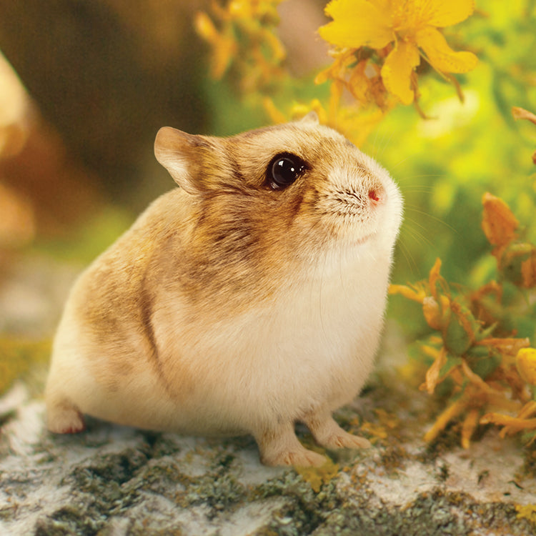 Hamster